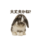 うさンプ:mochi（日常）（個別スタンプ：28）