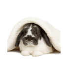 うさンプ:mochi（日常）（個別スタンプ：37）