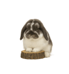 うさンプ:mochi（4コマ童話）（個別スタンプ：2）