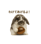 うさンプ:mochi（4コマ童話）（個別スタンプ：13）