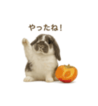うさンプ:mochi（4コマ童話）（個別スタンプ：16）