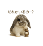 うさンプ:mochi（4コマ童話）（個別スタンプ：19）