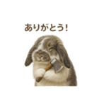 うさンプ:mochi（4コマ童話）（個別スタンプ：40）