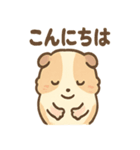 ふわもこモルモットさんの気分スタンプ（個別スタンプ：11）