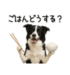 ボーダーコリー★毎日使える！家族連絡（個別スタンプ：1）