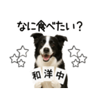 ボーダーコリー★毎日使える！家族連絡（個別スタンプ：2）