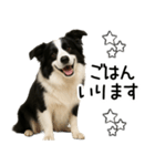 ボーダーコリー★毎日使える！家族連絡（個別スタンプ：3）