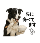 ボーダーコリー★毎日使える！家族連絡（個別スタンプ：5）