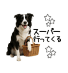 ボーダーコリー★毎日使える！家族連絡（個別スタンプ：6）