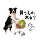 ボーダーコリー★毎日使える！家族連絡（個別スタンプ：7）