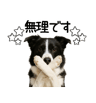 ボーダーコリー★毎日使える！家族連絡（個別スタンプ：12）