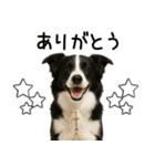 ボーダーコリー★毎日使える！家族連絡（個別スタンプ：13）