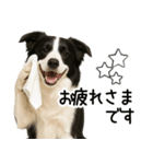 ボーダーコリー★毎日使える！家族連絡（個別スタンプ：15）