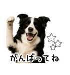 ボーダーコリー★毎日使える！家族連絡（個別スタンプ：16）