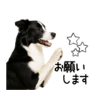 ボーダーコリー★毎日使える！家族連絡（個別スタンプ：17）