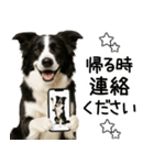 ボーダーコリー★毎日使える！家族連絡（個別スタンプ：21）