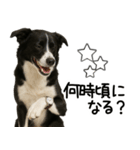 ボーダーコリー★毎日使える！家族連絡（個別スタンプ：22）