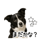 ボーダーコリー★毎日使える！家族連絡（個別スタンプ：24）