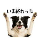 ボーダーコリー★毎日使える！家族連絡（個別スタンプ：25）