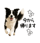 ボーダーコリー★毎日使える！家族連絡（個別スタンプ：26）