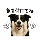 ボーダーコリー★毎日使える！家族連絡（個別スタンプ：27）