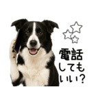 ボーダーコリー★毎日使える！家族連絡（個別スタンプ：29）