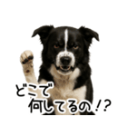 ボーダーコリー★毎日使える！家族連絡（個別スタンプ：30）