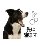ボーダーコリー★毎日使える！家族連絡（個別スタンプ：31）