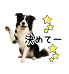 ボーダーコリー★毎日必ず使う返信スタンプ（個別スタンプ：4）