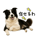 ボーダーコリー★毎日必ず使う返信スタンプ（個別スタンプ：5）