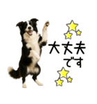 ボーダーコリー★毎日必ず使う返信スタンプ（個別スタンプ：9）