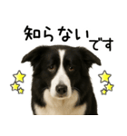 ボーダーコリー★毎日必ず使う返信スタンプ（個別スタンプ：11）