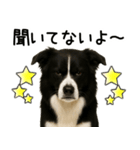 ボーダーコリー★毎日必ず使う返信スタンプ（個別スタンプ：12）
