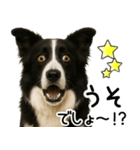 ボーダーコリー★毎日必ず使う返信スタンプ（個別スタンプ：13）