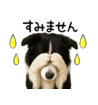 ボーダーコリー★毎日必ず使う返信スタンプ（個別スタンプ：16）