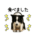 ボーダーコリー★毎日必ず使う返信スタンプ（個別スタンプ：23）