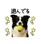 ボーダーコリー★毎日必ず使う返信スタンプ（個別スタンプ：24）