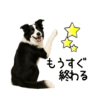 ボーダーコリー★毎日必ず使う返信スタンプ（個別スタンプ：25）