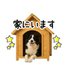 ボーダーコリー★毎日必ず使う返信スタンプ（個別スタンプ：27）