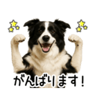 ボーダーコリー★毎日必ず使う返信スタンプ（個別スタンプ：28）
