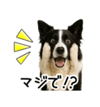 ボーダーコリー★毎日必ず使う返信スタンプ（個別スタンプ：29）
