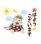 スコティッシュ子猫☆でか文字スタンプ（個別スタンプ：1）