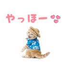 スコティッシュ子猫☆でか文字スタンプ（個別スタンプ：2）