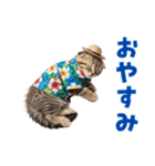スコティッシュ子猫☆でか文字スタンプ（個別スタンプ：5）