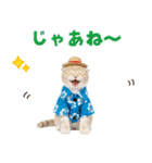 スコティッシュ子猫☆でか文字スタンプ（個別スタンプ：6）