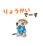 スコティッシュ子猫☆でか文字スタンプ（個別スタンプ：7）