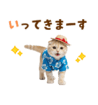 スコティッシュ子猫☆でか文字スタンプ（個別スタンプ：8）
