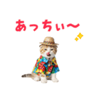 スコティッシュ子猫☆でか文字スタンプ（個別スタンプ：10）