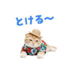 スコティッシュ子猫☆でか文字スタンプ（個別スタンプ：11）