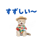 スコティッシュ子猫☆でか文字スタンプ（個別スタンプ：12）